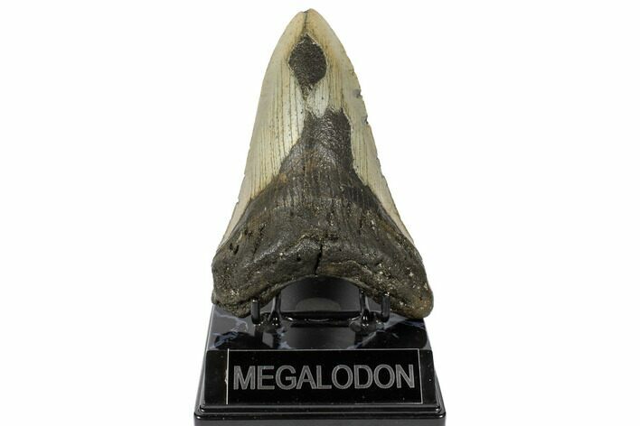 Fossil Megalodon Tooth - North Carolina #188232